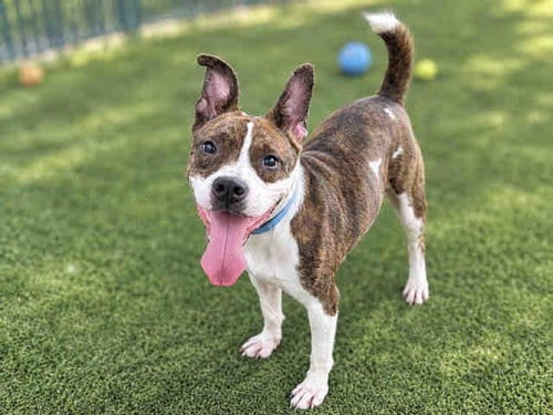 Photo of Sally, adoptable senior Pit Bull Terrier in Bonita, California