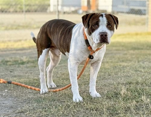 Photo of Juanito, adoptable senior American Pit Bull Terrier in Phoenix, Arizona