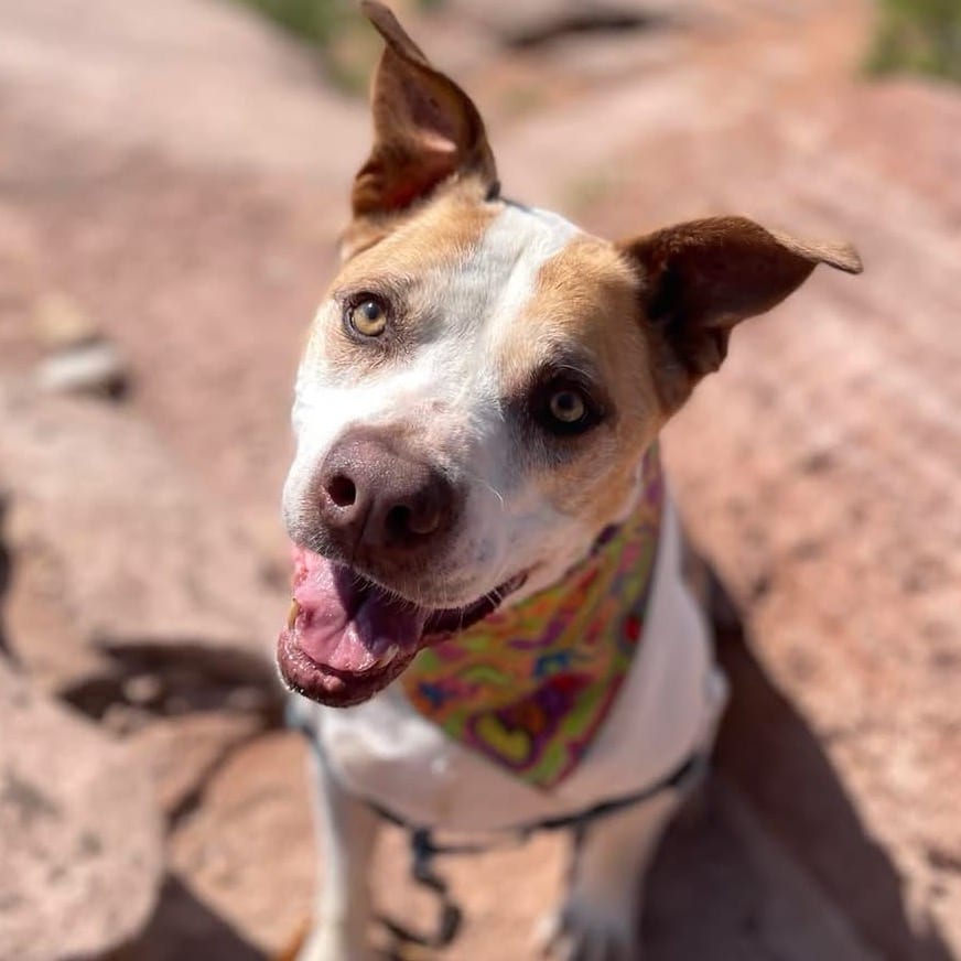 Photo of Yamaha, adoptable senior Terrier, American Pit Bull / Mix in Kanab, Utah