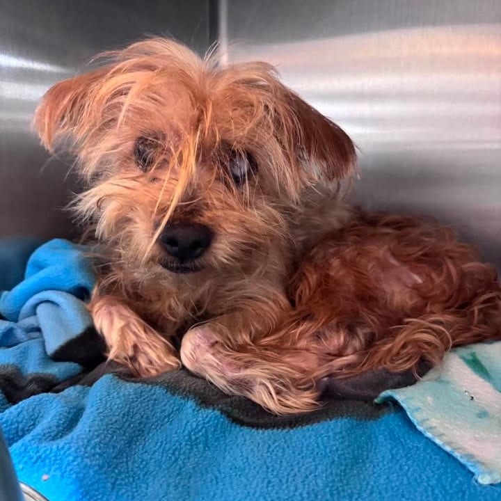 Photo of Chucky, adoptable senior Terrier in Beaumont, Texas