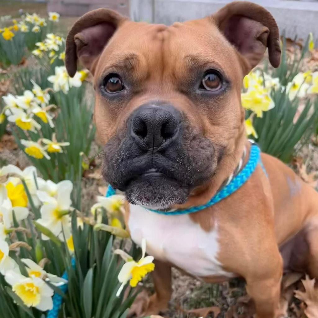 Photo of Carpenter, adoptable senior Mixed Breed (Medium) in St. Louis, Missouri