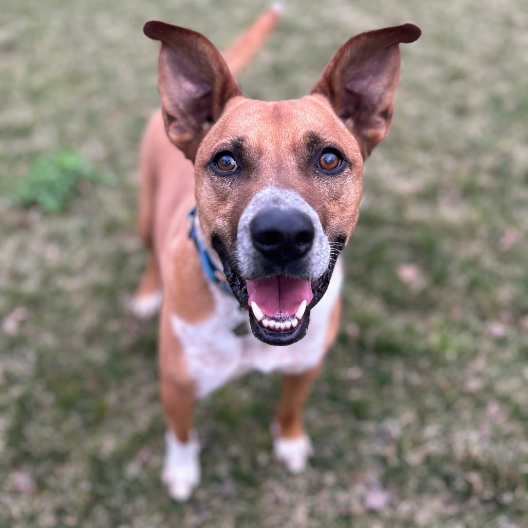 Photo of Mooney, adoptable senior Cattle Dog / Boxer in Potomac, Maryland