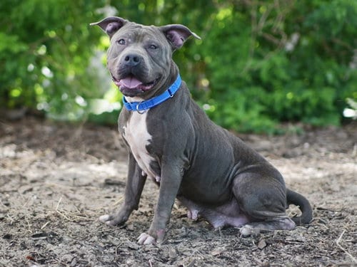 Photo of Nova, adoptable senior American Pit Bull Terrier in Tavares, Florida
