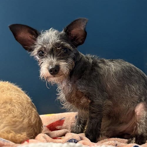Photo of Cosmo, adoptable senior Chihuahua in Camarillo, California