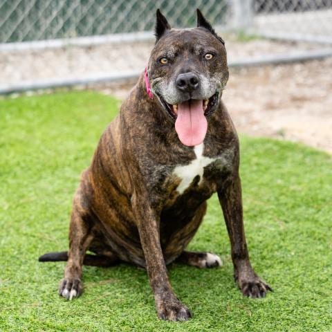 Photo of Bubah, adoptable senior Pit Bull Terrier in Camarillo, California