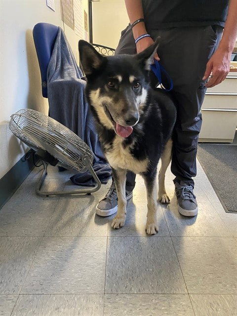 Photo of Brody, adoptable senior German Shepherd Dog in Big Bear City, California