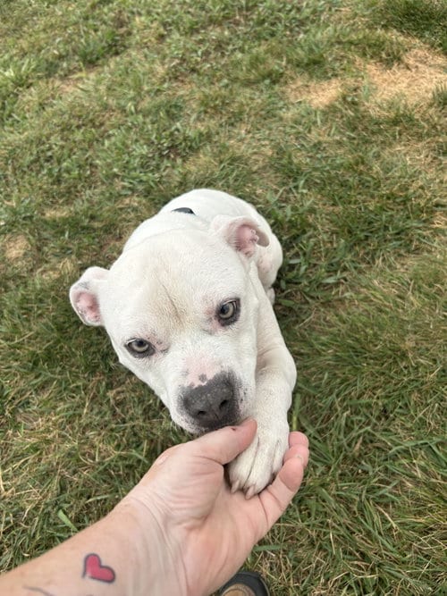 Photo of Olaf, adoptable senior Staffordshire Bull Terrier in Steeleville, Illinois