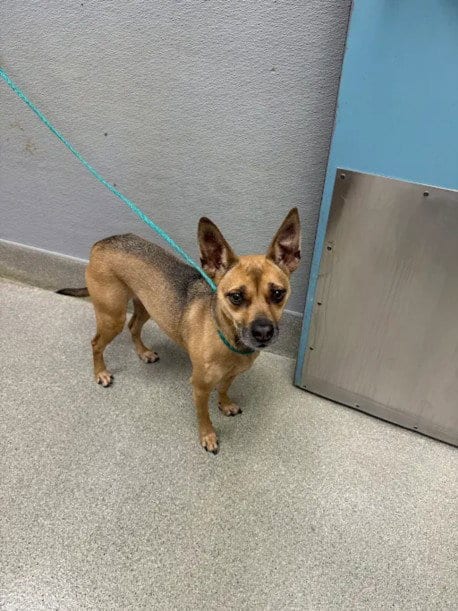 Photo of Monkey, adoptable senior Chihuahua in Las Vegas, Nevada