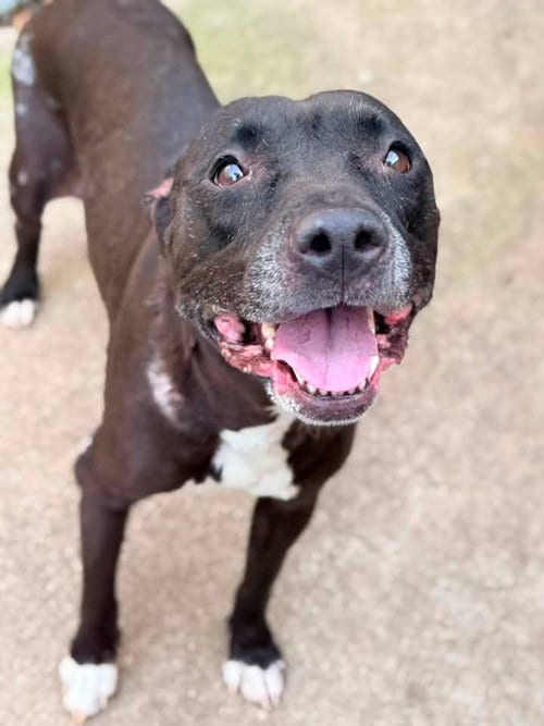 Photo of Vicky, adoptable senior Pit Bull Terrier in Crete, Illinois