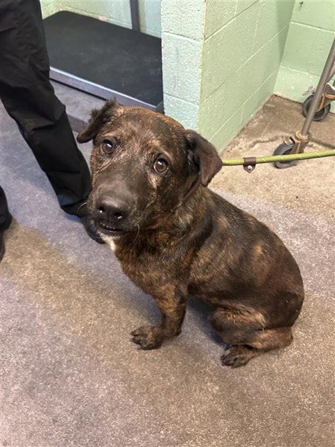 Photo of Didi, adoptable senior Mastiff in Sacramento, California