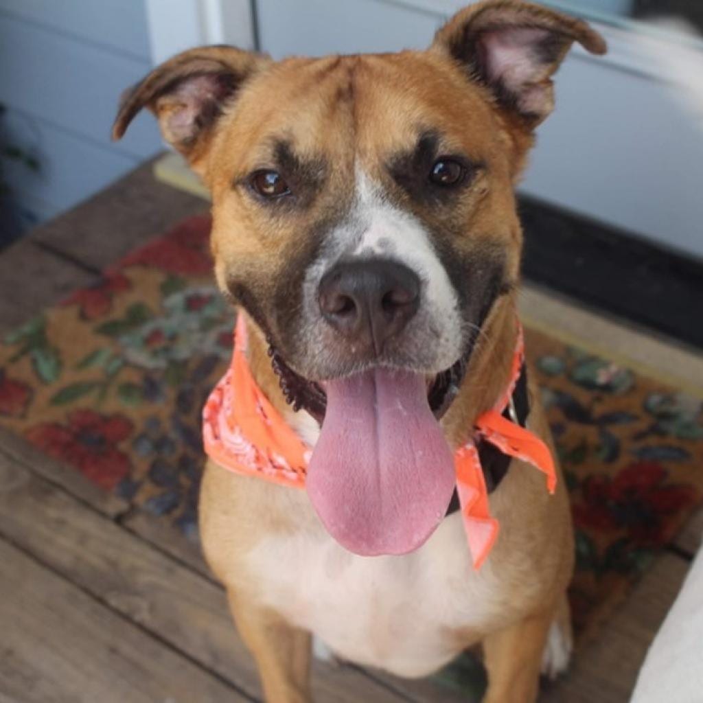 Photo of Memo, adoptable senior Boxer / Black Mouth Cur in Kanab, Utah