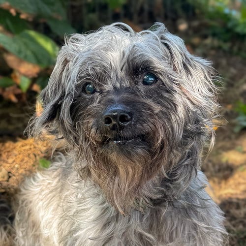 Photo of Ebby, adoptable senior Poodle (unknown type) in Sequim, Washington