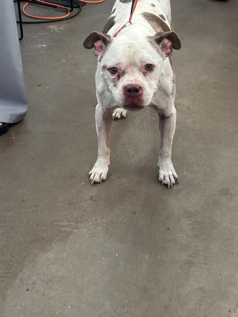 Photo of Marley, adoptable senior Boxer in Dallas, Texas