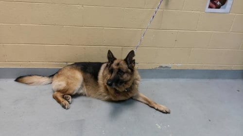 Photo of Jacob, adoptable senior German Shepherd Dog in Tulsa, Oklahoma