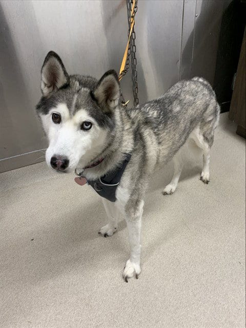 Photo of Freya, adoptable senior Siberian Husky in Fairbanks, Alaska