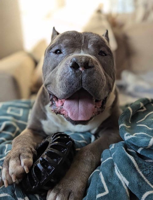 Photo of Dustin, adoptable senior Pit Bull Terrier in El Centro, California