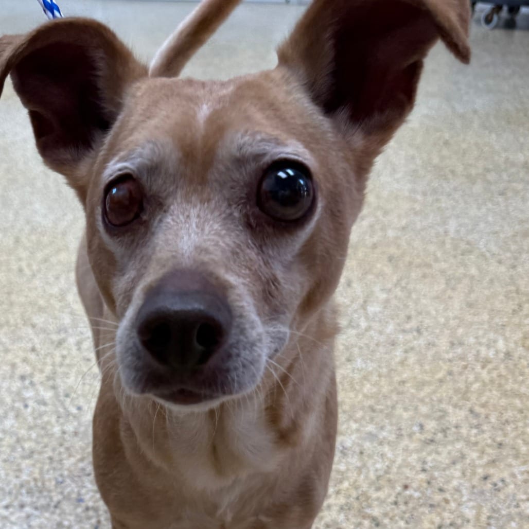 Photo of Timmy, adoptable senior Chihuahua, Short Coat in Houston, Texas
