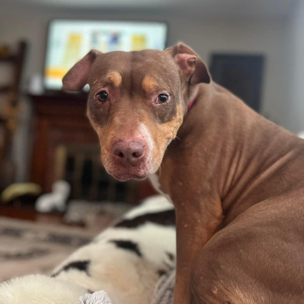 Photo of Butters, adoptable senior Boxer / Mixed Breed (Medium) in Whitestone, New York