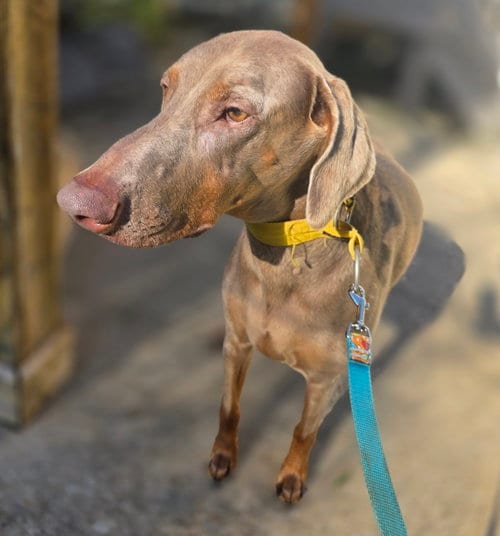 Photo of Marley Mae, adoptable senior Doberman Pinscher in Alpharetta, Georgia