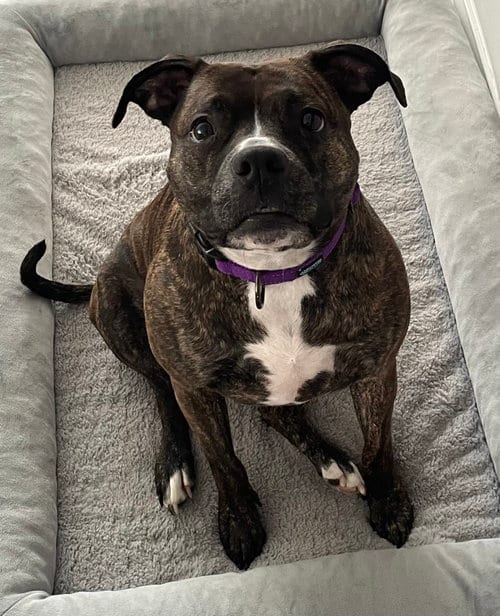 Photo of Izzy, adoptable senior Pit Bull Terrier in Gates Mills, Ohio