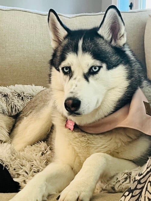 Siya, adoptable senior Siberian Husky in Carrollton, TX