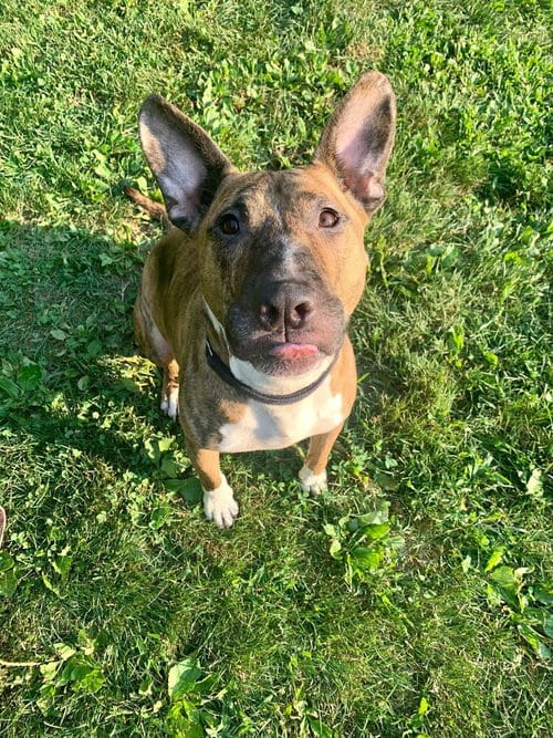 Photo of Tigger, adoptable senior Bull Terrier in New York, New York