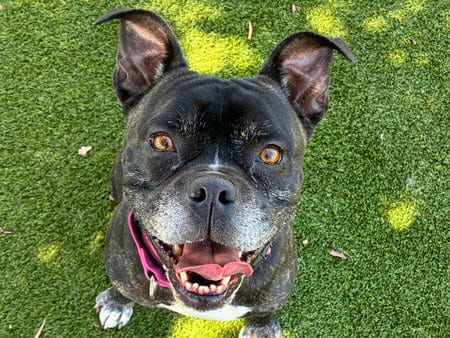 Photo of Gordon, adoptable senior Boxer in Martinez, California