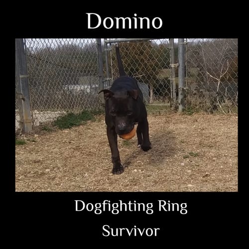 Photo of Domino, adoptable senior American Staffordshire Terrier in Staley, North Carolina