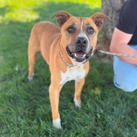 Photo of Sadie, adoptable senior Terrier, American Pit Bull in California, California