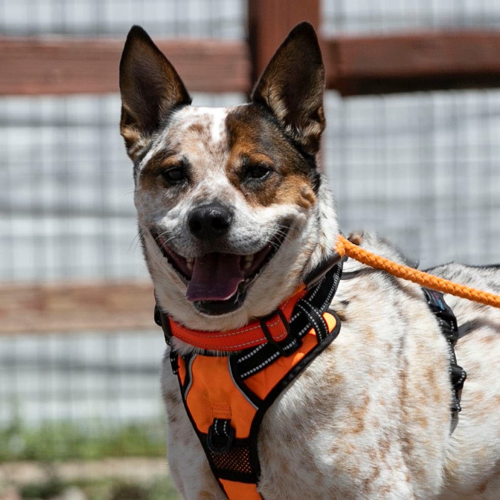 Photo of Luke (MY26-20), adoptable senior Cattle Dog, Australian (Red Heeler) / Mixed Breed (Large) in Colorado Springs, Colorado