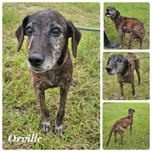 Photo of Orville Woofenbacher (cannot be fixed per vet), adoptable senior Hound in New Orleans, Louisiana