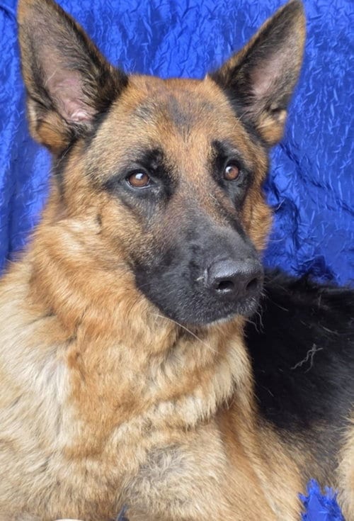 Photo of Zeus, adoptable senior German Shepherd Dog in Cuba, New York