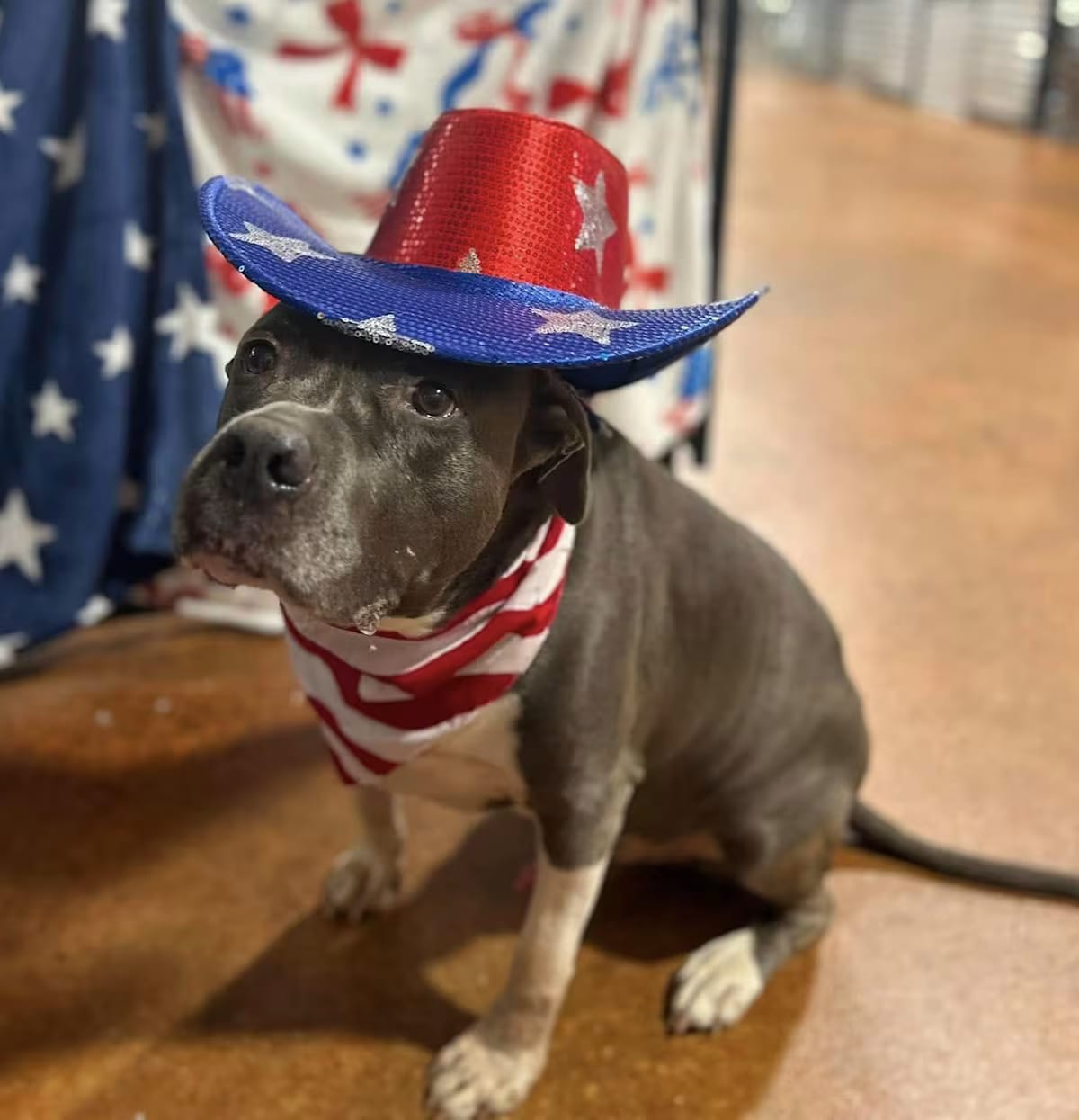 Photo of Cash, adoptable senior American Pit Bull Terrier in Tyler, Texas