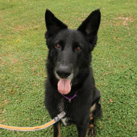 Photo of Winston, adoptable senior German Shepherd Dog in Camarillo, California