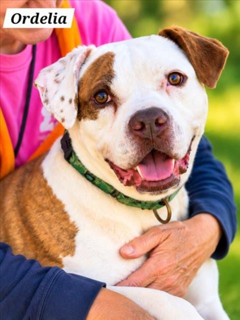 Photo of Ordelia, adoptable senior Boxer in Derwood, Maryland