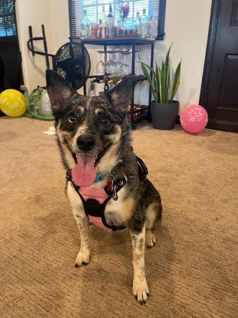 Photo of CareBear, adoptable senior Australian Cattle Dog/Blue Heeler in San Diego, California