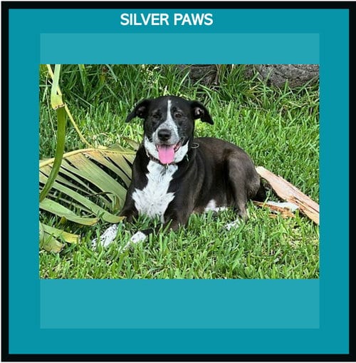 Lily Bahama Mama, adoptable senior Labrador Retriever in Royal Palm Beach, FL