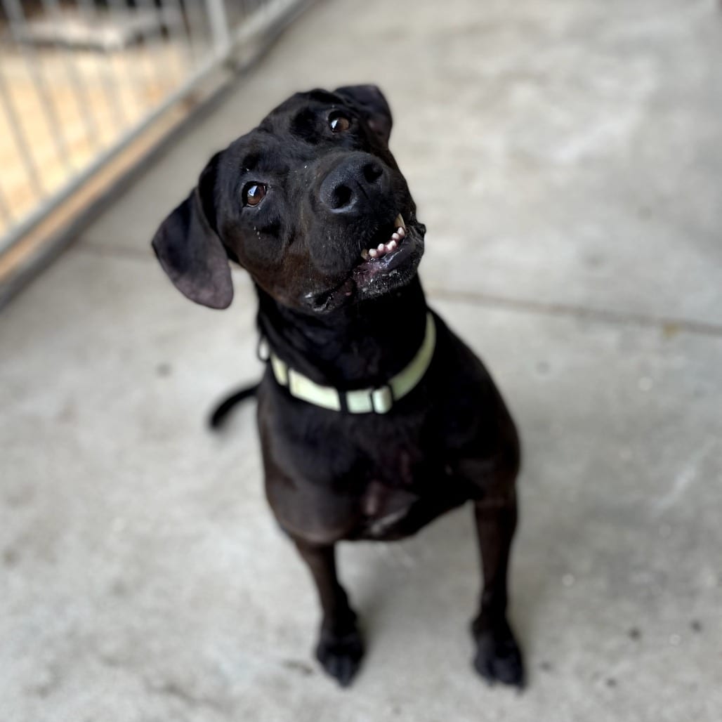 Photo of Delilah, adoptable senior Retriever, Labrador in Columbus, Georgia