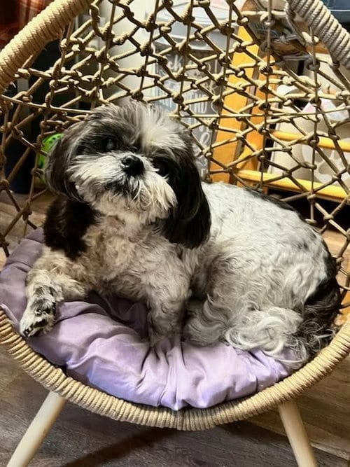 Photo of Maggie, adoptable senior Shih Tzu in Candler, North Carolina
