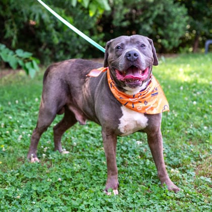 Photo of Boomer, adoptable senior dog in Chamblee, Georgia
