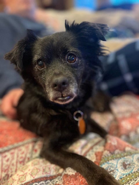Photo of Sparky, adoptable senior Chihuahua in Bellevue, Washington