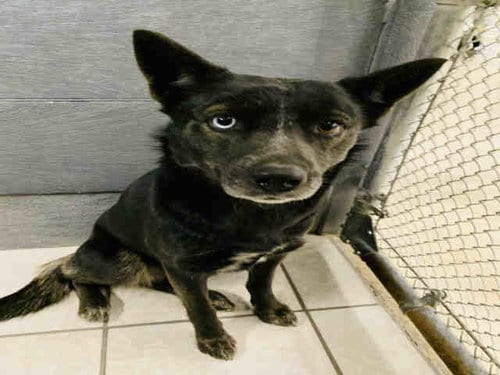 ONYX, adoptable senior Australian Cattle Dog/Blue Heeler in Live Oak, TX