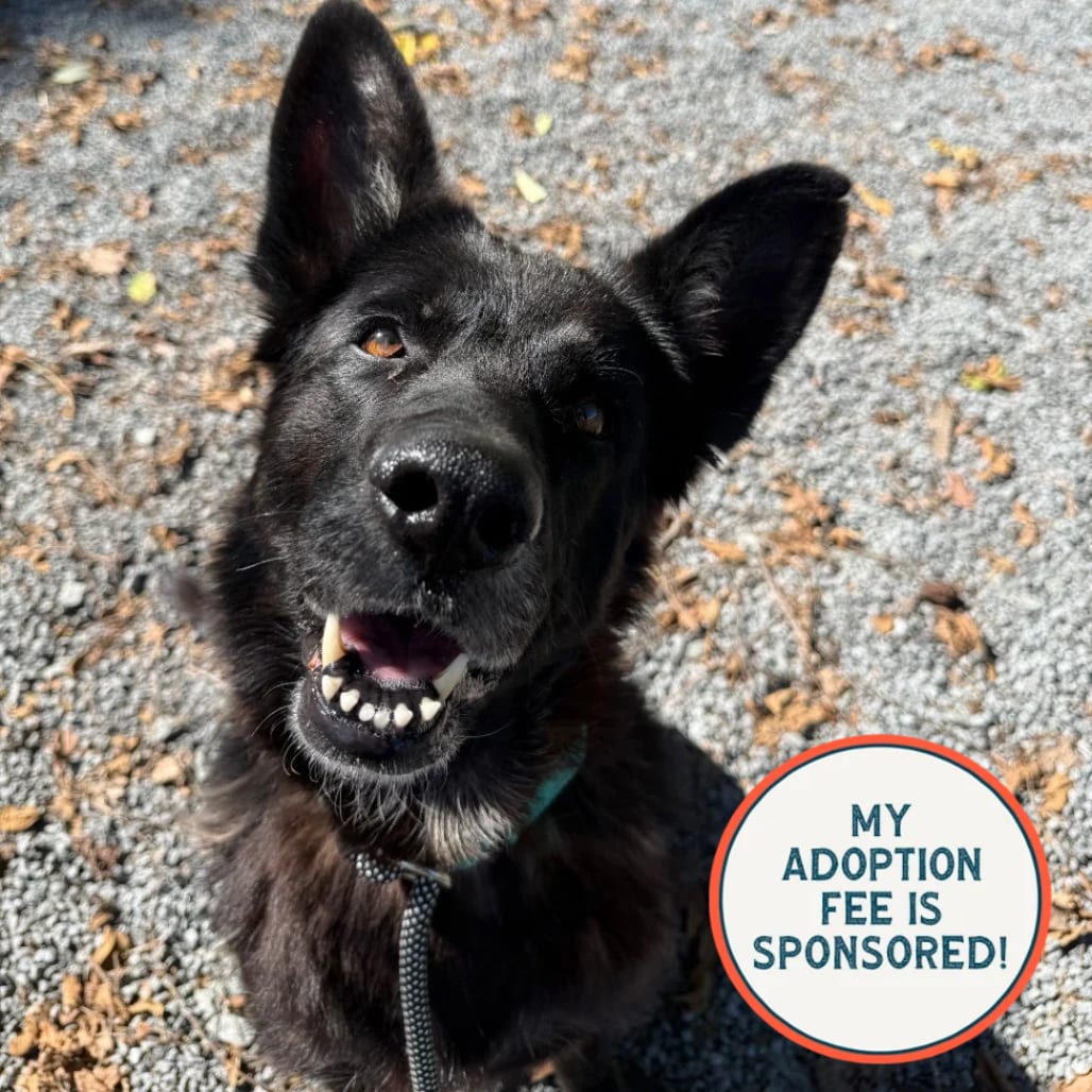 Photo of Akela, adoptable senior Shepherd, German in Birdsboro, Pennsylvania