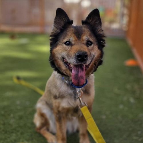 Photo of Jenkins, adoptable senior German Shepherd Dog in Henderson, Nevada