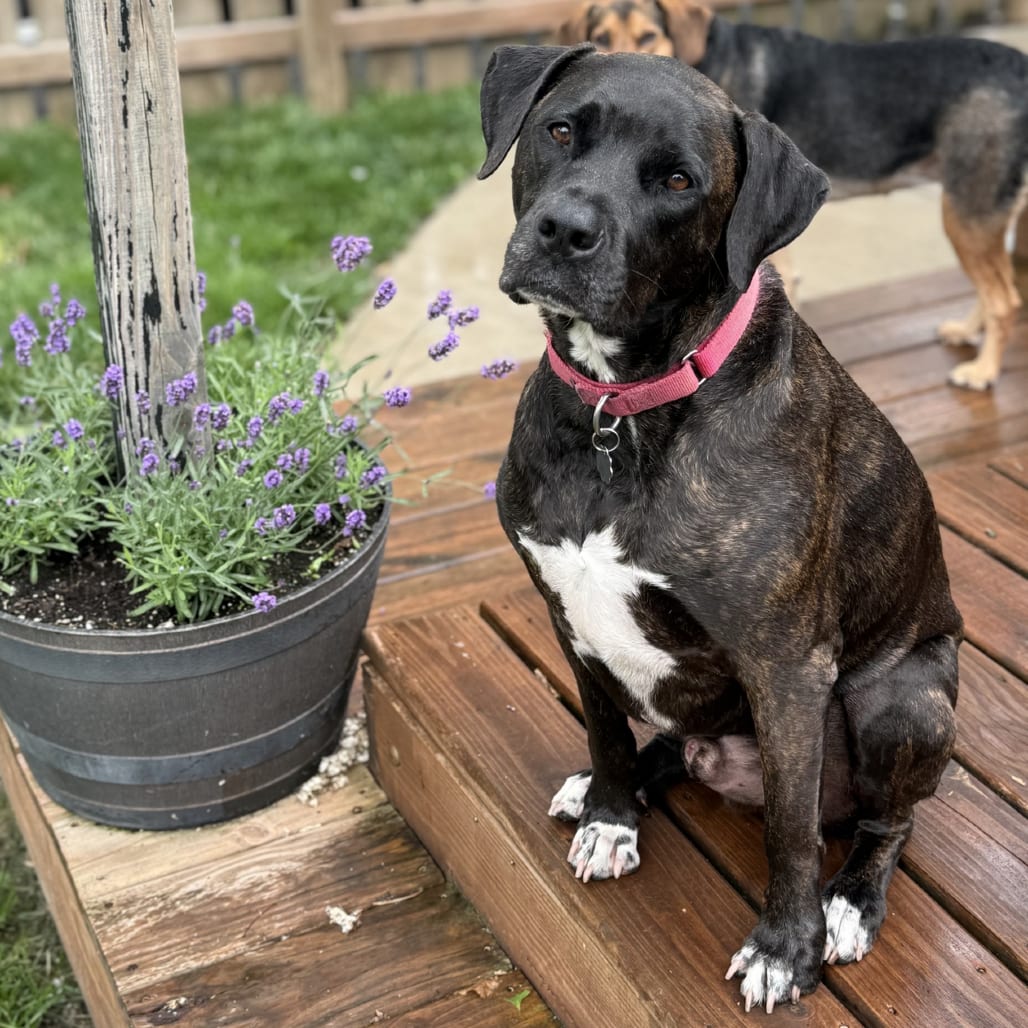Photo of Zion, adoptable senior Mixed Breed (Large) in St. Louis, Missouri