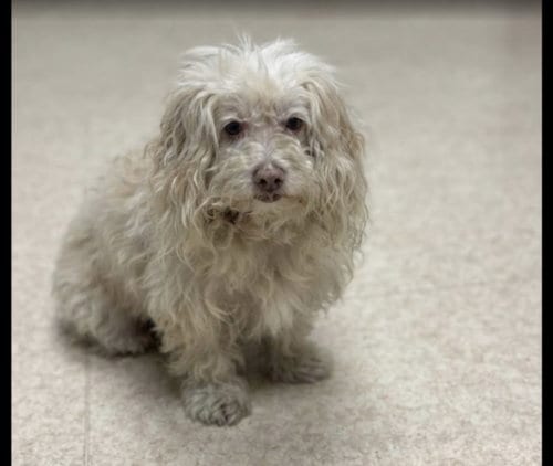 Photo of Jasper, adoptable senior Poodle (Toy) in San Pedro, California
