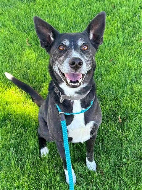 Photo of Betty, adoptable senior Labrador Retriever in Sacramento, California