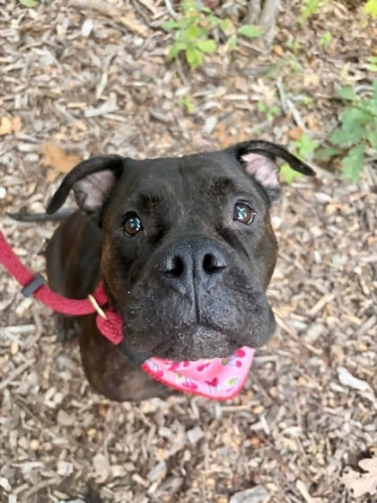 Photo of Aria, adoptable senior dog in Baltimore, Maryland