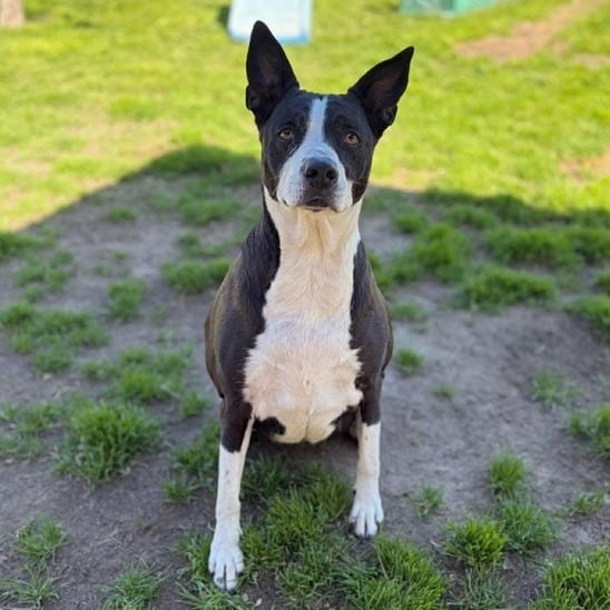 Photo of Suzy Q, adoptable senior Cattle Dog / Mixed Breed (Medium) in California, California