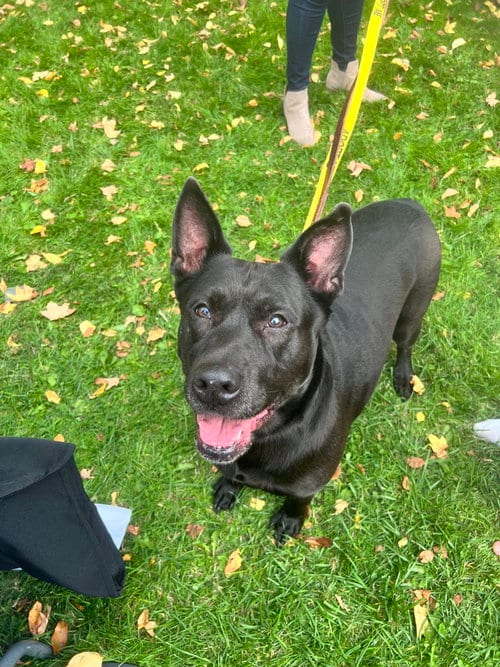 Photo of Millie, adoptable senior German Shepherd Dog in Brewster, New York